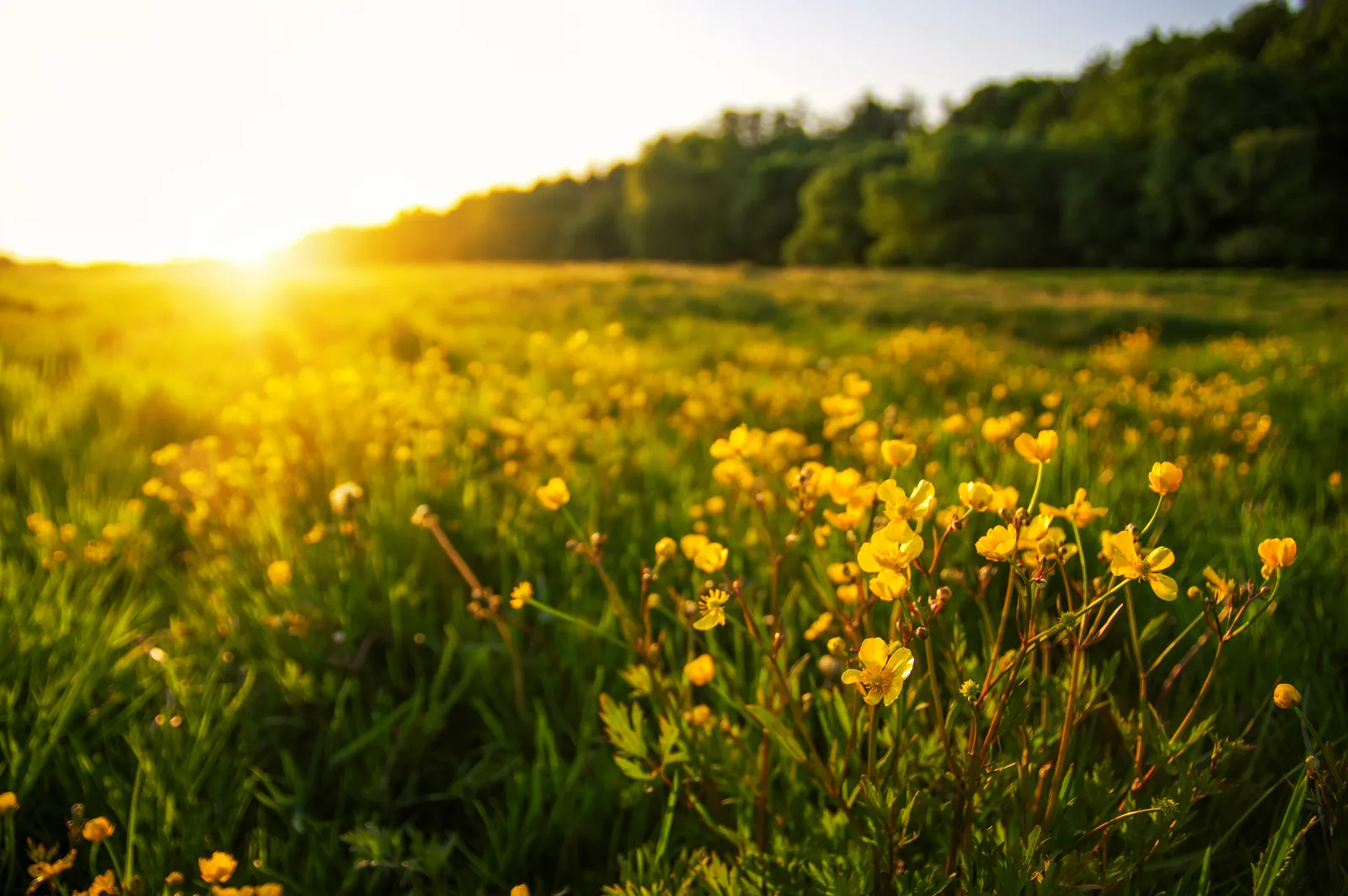 Sunset over the fields